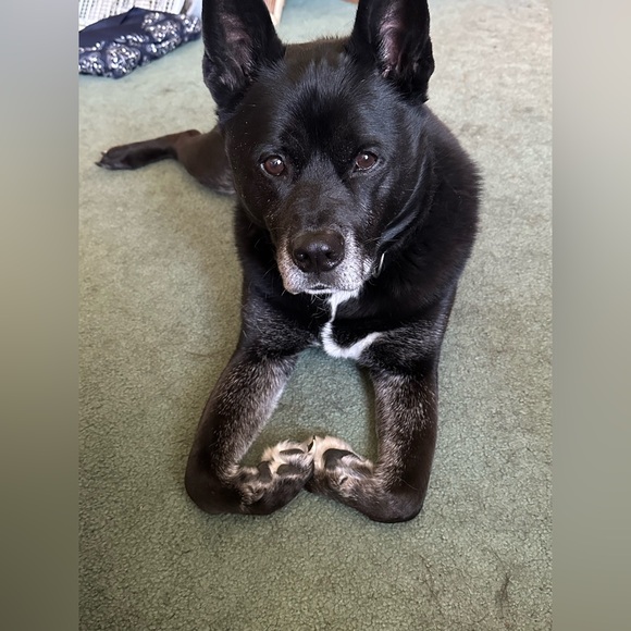 The Birch Branch Flyer - Picture 7 of 10